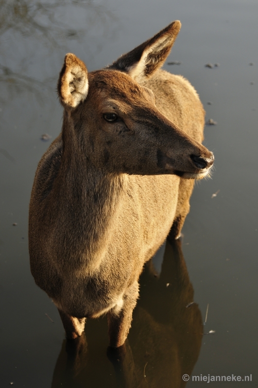 _DSC7016.JPG - Dierenrijk