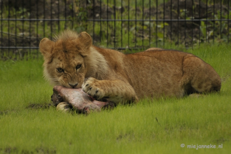 _DSC7182.JPG - Dierenrijk nuenen 2012