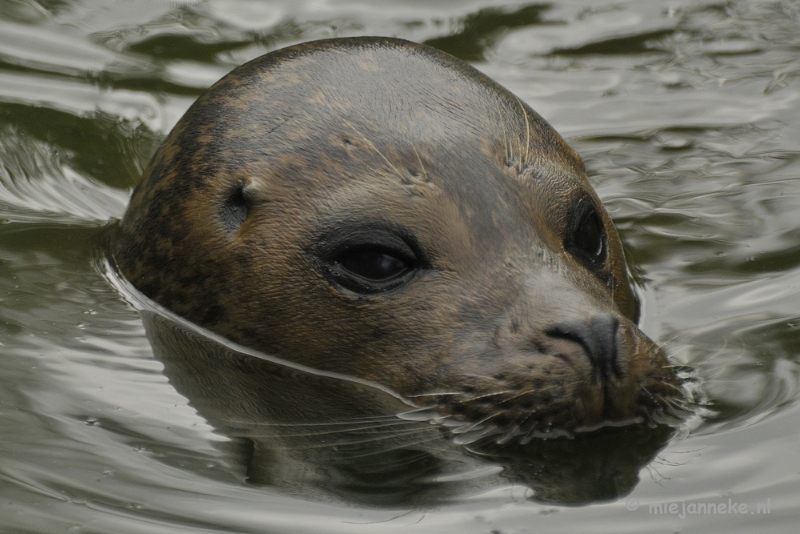 _DSC7204.JPG - Dierenrijk nuenen 2012