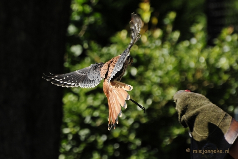 _DSC6729.JPG - Falcon Crest