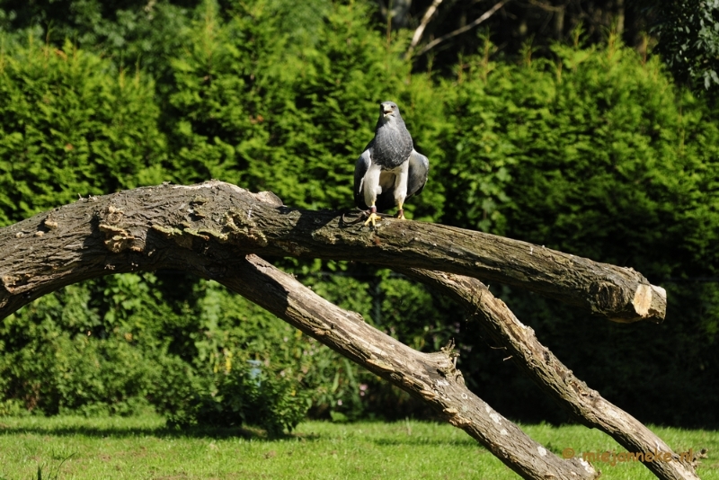 _DSC6903.JPG - Falcon Crest