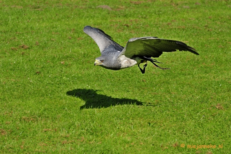 _DSC6909.JPG - Falcon Crest