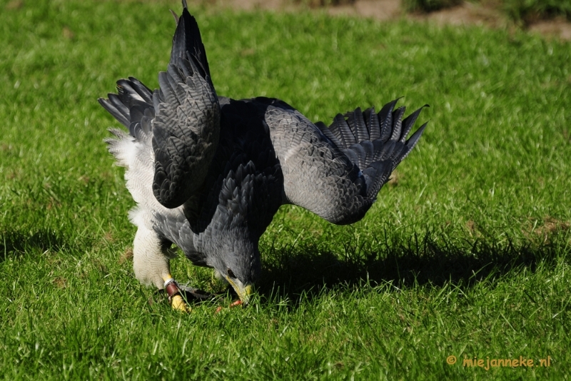 _DSC6925.JPG - Falcon Crest