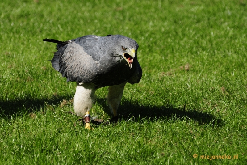 _DSC6928.JPG - Falcon Crest