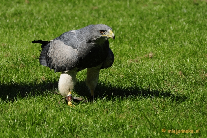 _DSC6929.JPG - Falcon Crest