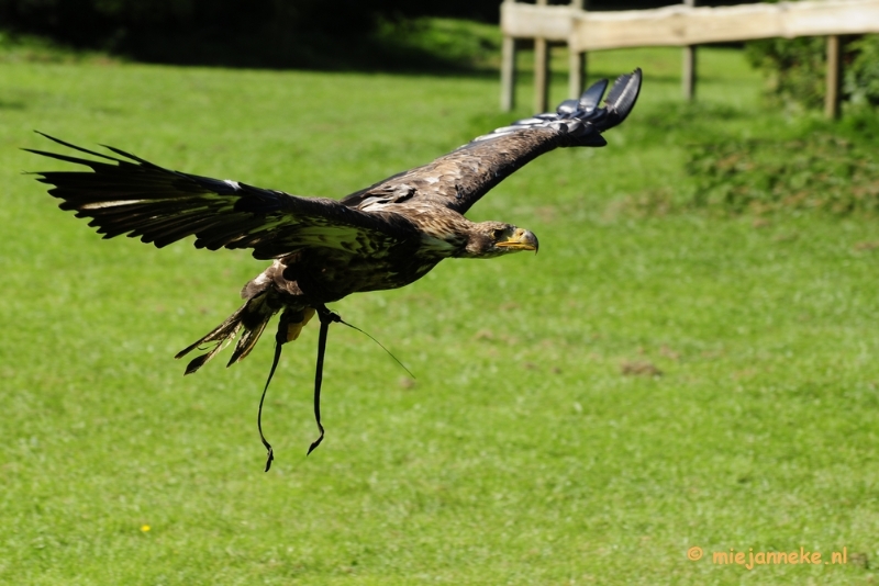 _DSC6945.JPG - Falcon Crest