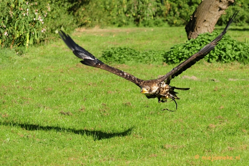 _DSC7007a.JPG - Falcon Crest