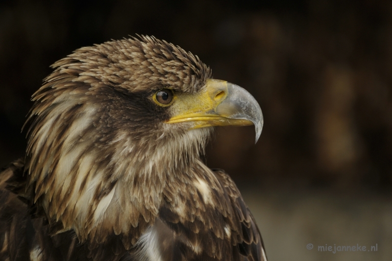 _DSC7353.JPG - Falcon Crest