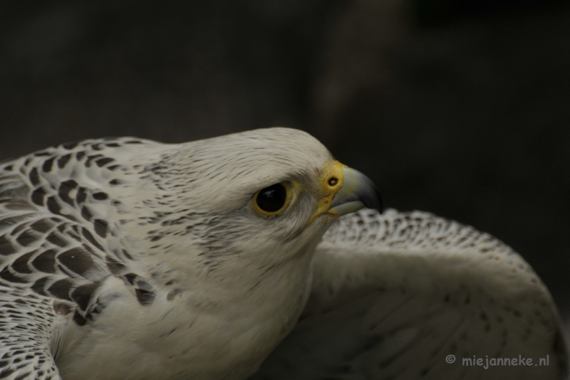 _DSC7371.JPG - Falcon Crest