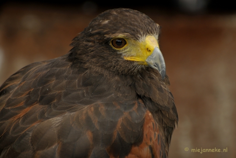 _DSC7424.JPG - Falcon Crest