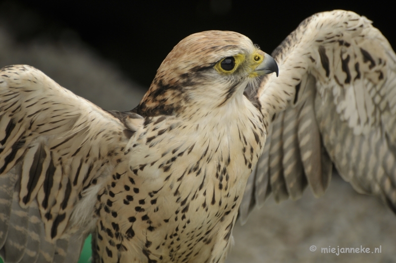 _DSC7431.JPG - Falcon Crest