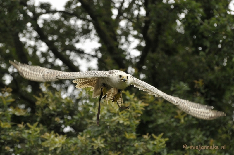 _DSC7453.JPG - Falcon Crest