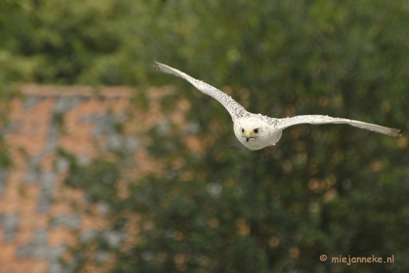 _DSC7456.JPG - Falcon Crest