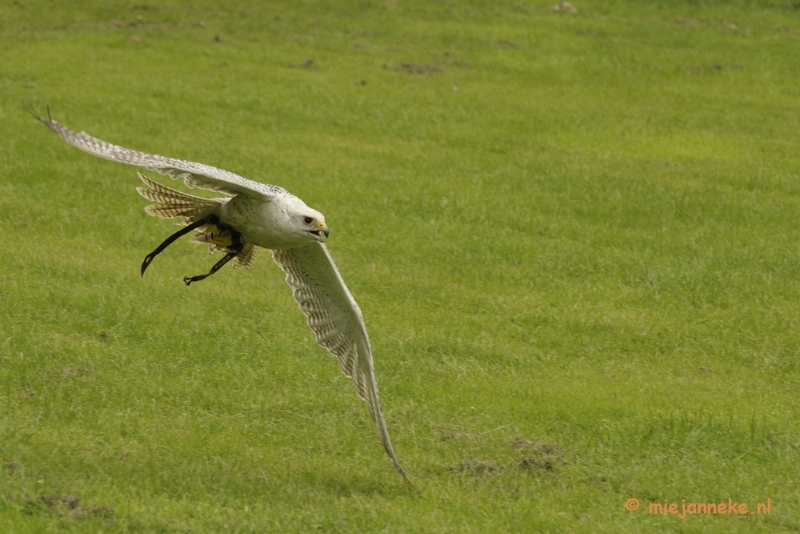 _DSC7472.JPG - Falcon Crest