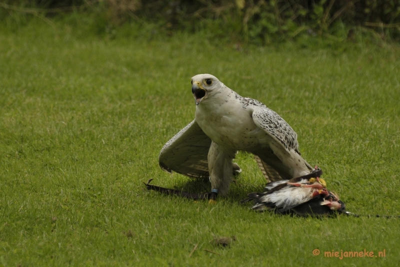 _DSC7484.JPG - Falcon Crest