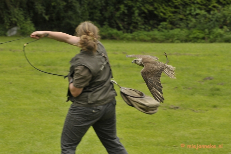 _DSC7537.JPG - Falcon Crest