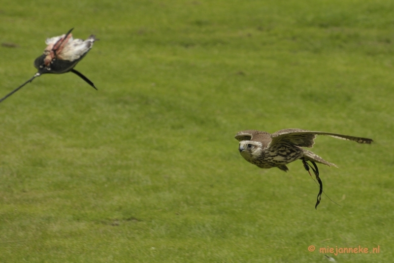 _DSC7564.JPG - Falcon Crest