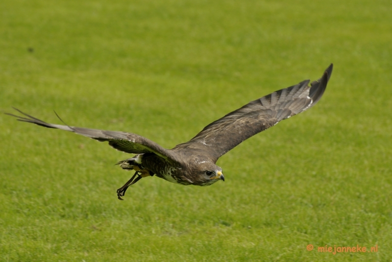 _DSC7624.JPG - Falcon Crest