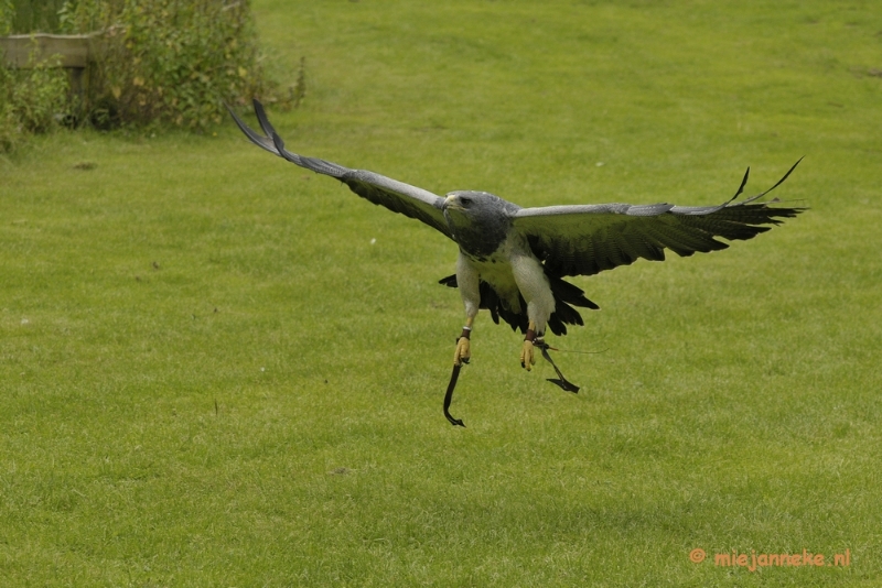 _DSC7668.JPG - Falcon Crest