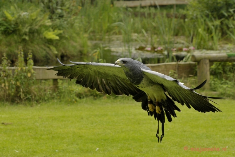 _DSC7678.JPG - Falcon Crest