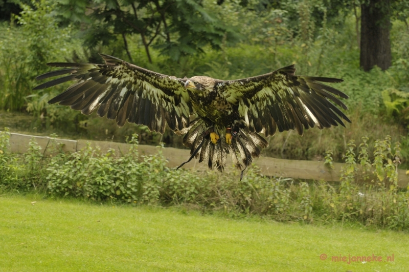 _DSC7725.JPG - Falcon Crest