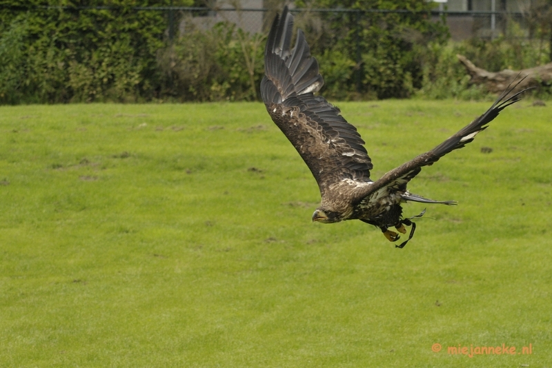 _DSC7792.JPG - Falcon Crest