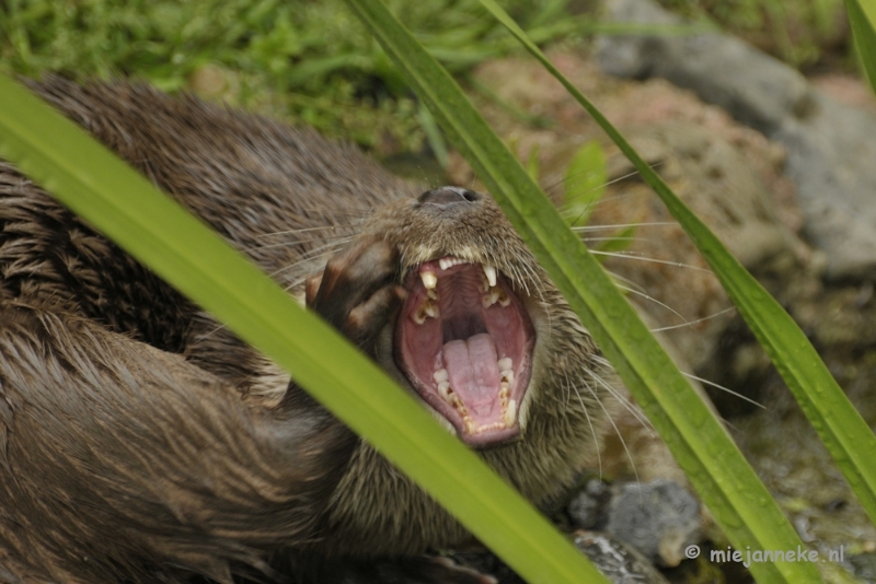 otter2.JPG - Gaiapark