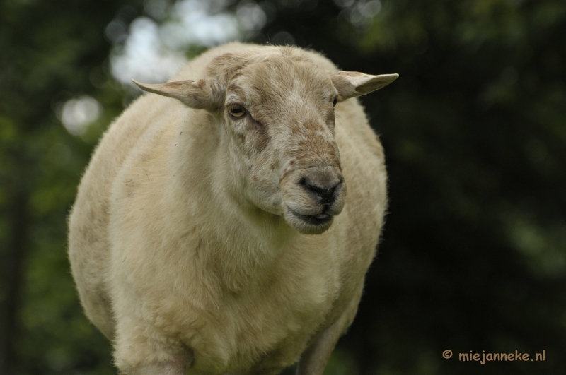 schaap1.JPG - Gaiapark