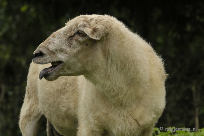 schaap3.JPG - Gaiapark