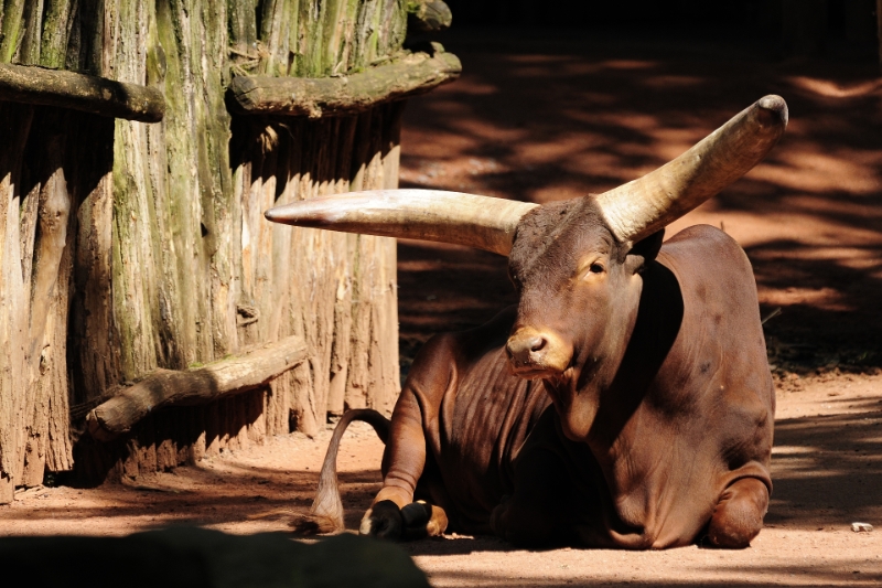 _DSC1083.JPG - Erlebnis Welt Zoo Duitsland