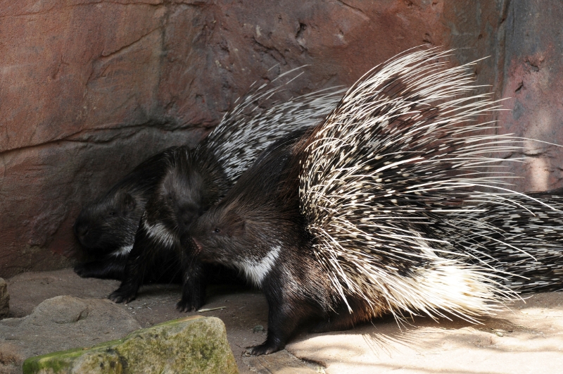 _DSC1205.JPG - Erlebnis Welt Zoo Duitsland