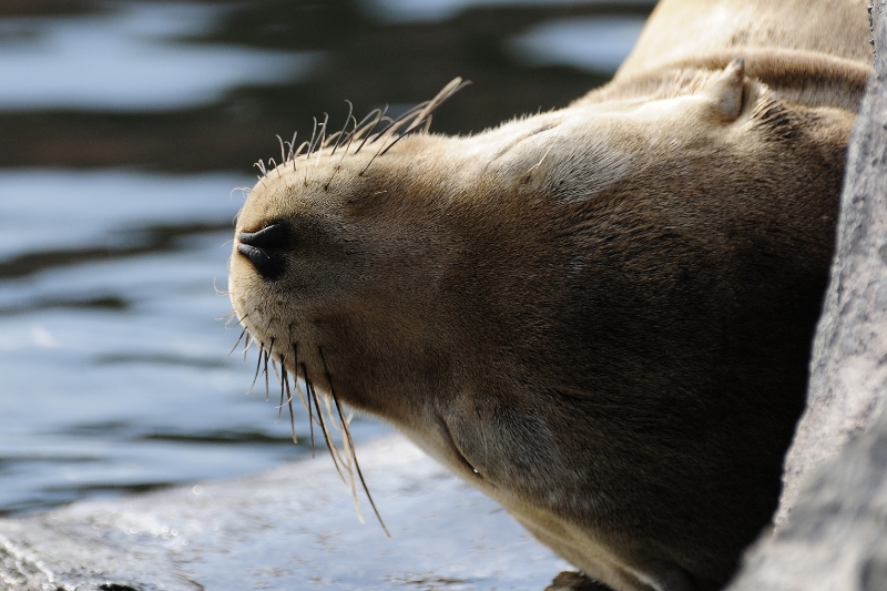 _DSC1676.JPG - Erlebnis Welt Zoo Duitsland