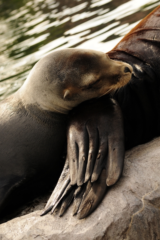 _DSC1738.JPG - Erlebnis Welt Zoo Duitsland