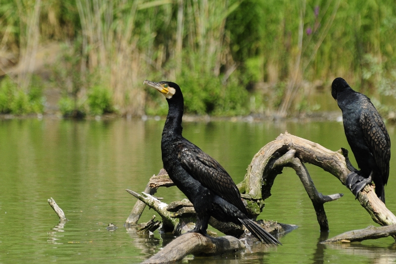 aalscholver1.jpg - Erlebnis Welt Zoo Duitsland