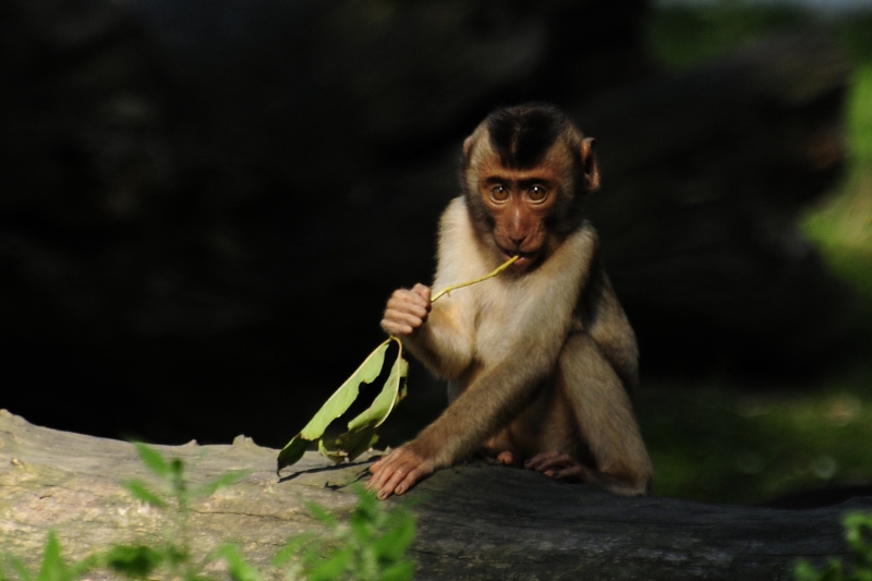 aap2.jpg - Erlebnis Welt Zoo Duitsland