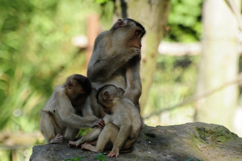 aap4.jpg - Erlebnis Welt Zoo Duitsland