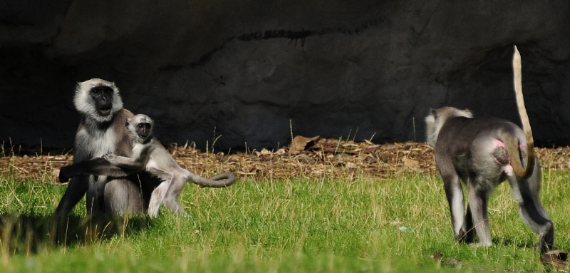 aap7.jpg - Erlebnis Welt Zoo Duitsland