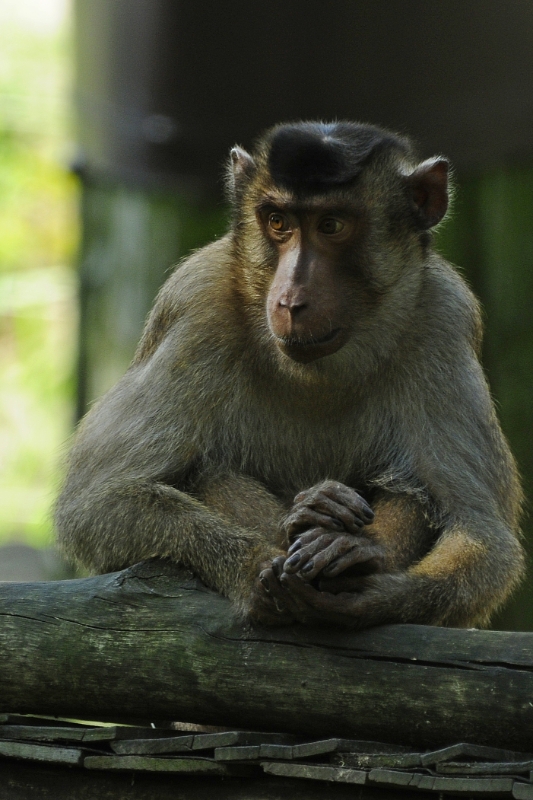 aap8a.jpg - Erlebnis Welt Zoo Duitsland