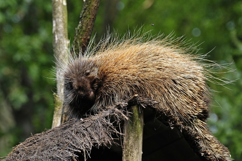 boomvarken.jpg - Erlebnis Welt Zoo Duitsland