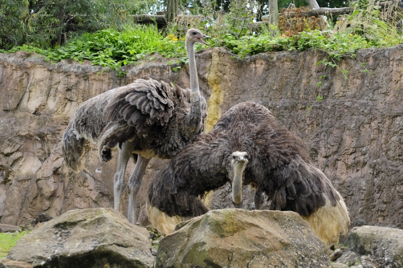 struis1.jpg - Erlebnis Welt Zoo Duitsland