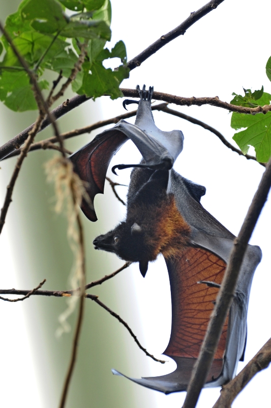 vleermuis2.jpg - Erlebnis Welt Zoo Duitsland