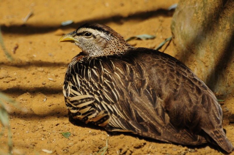 vogel1.jpg - Erlebnis Welt Zoo Duitsland