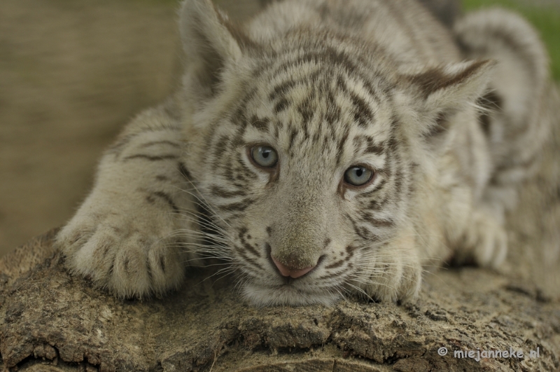 _DSC5086.JPG - Olmense Zoo