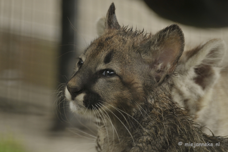 _DSC5099.JPG - Olmense Zoo