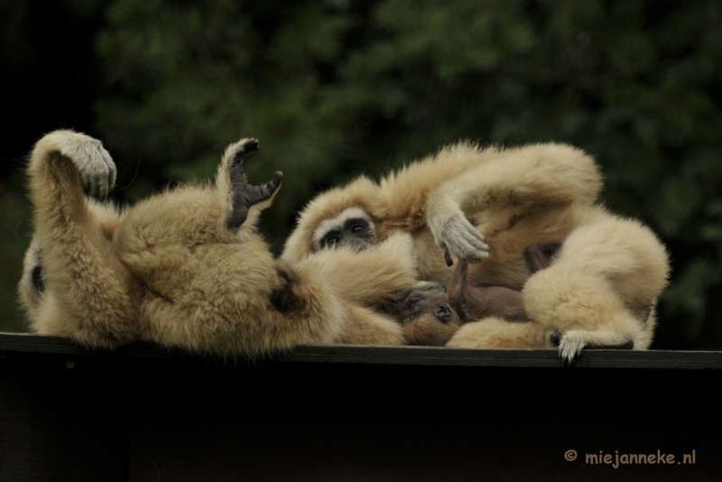 _DSC5284.JPG - Olmense Zoo