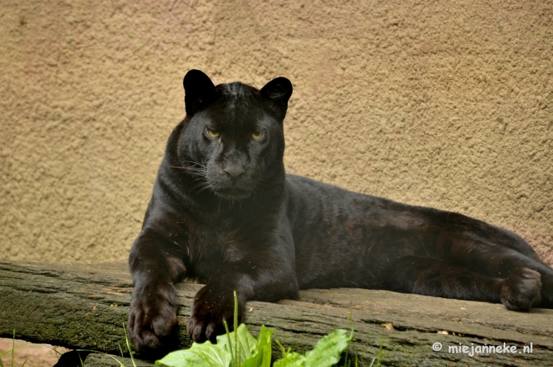 _DSC5324.JPG - Olmense Zoo