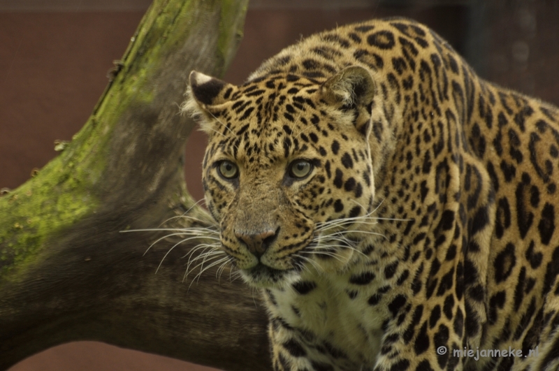 _DSC5369.JPG - Olmense Zoo