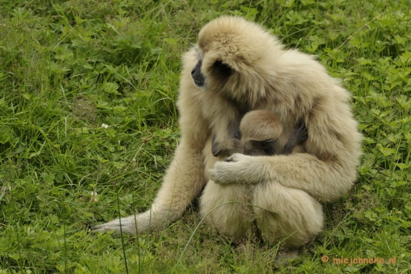 _DSC5613.JPG - Olmense Zoo