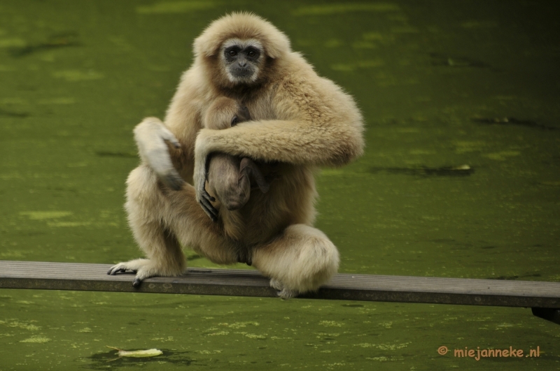 _DSC5655.JPG - Olmense Zoo