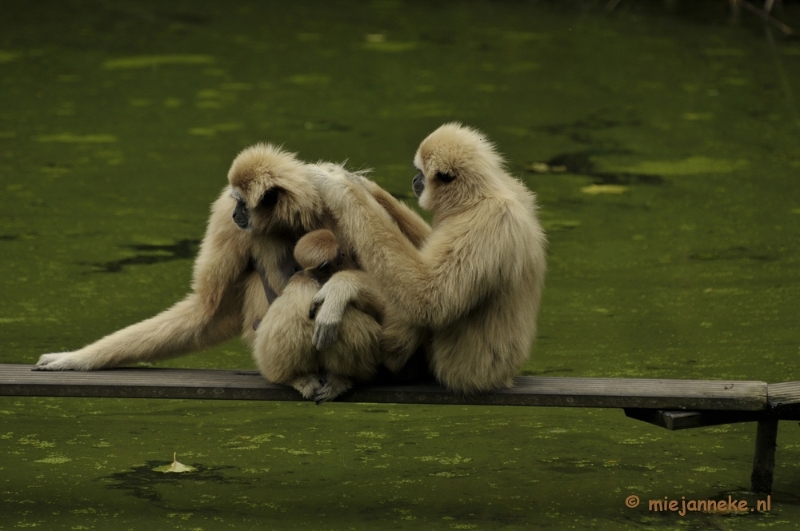 _DSC5657.JPG - Olmense Zoo